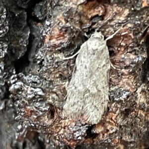 Philobota philostaura at Canberra, ACT - 31 May 2023 10:18 AM