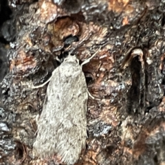 Philobota philostaura at Canberra, ACT - 31 May 2023 10:18 AM