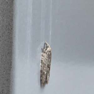 Isotenes miserana at Canberra, ACT - 31 May 2023