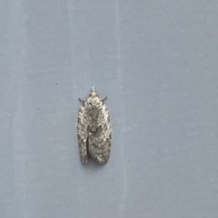 Isotenes miserana at Canberra, ACT - 31 May 2023