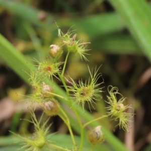 Drosera gunniana at Harrison, ACT - 7 Dec 2022