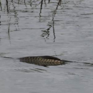 Cyprinus carpio at Franklin, ACT - 7 Dec 2022