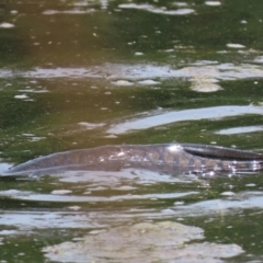 Cyprinus carpio at Franklin, ACT - 7 Dec 2022