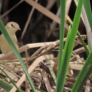 Acrocephalus australis at Franklin, ACT - 7 Dec 2022 12:48 PM