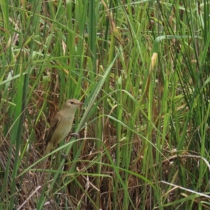 Acrocephalus australis at Franklin, ACT - 7 Dec 2022