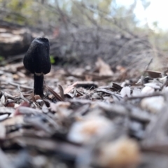 Geoglossum sp. (genus) (Earth tongue) at Lower Cotter Catchment - 29 May 2023 by rangerstacey