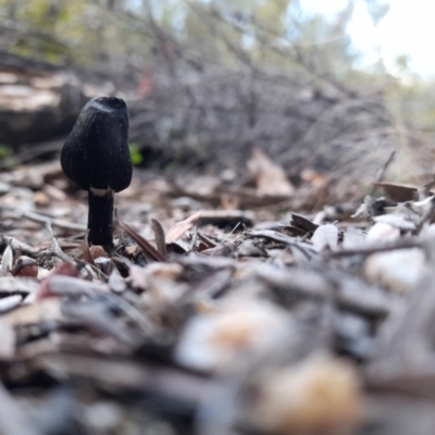 Geoglossum sp. (genus) (Earth tongue) at Cotter River, ACT - 29 May 2023 by rangerstacey