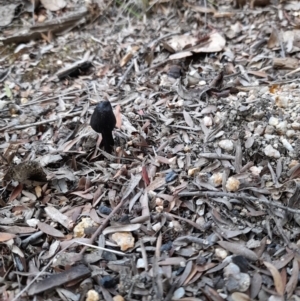 Geoglossum at Cotter River, ACT - 29 May 2023 03:08 PM