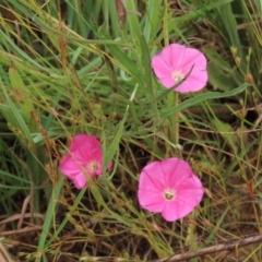 Convolvulus angustissimus subsp. angustissimus (Australian Bindweed) at Harrison, ACT - 7 Dec 2022 by AndyRoo