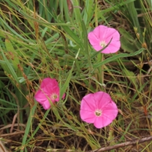 Convolvulus angustissimus subsp. angustissimus at Harrison, ACT - 7 Dec 2022