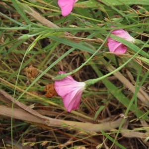 Convolvulus angustissimus subsp. angustissimus at Harrison, ACT - 7 Dec 2022