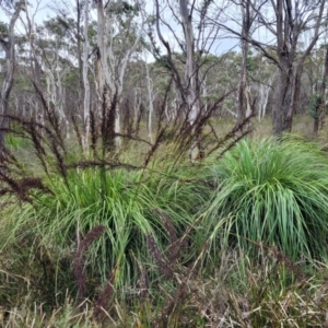 Gahnia sieberiana at Wombeyan Caves, NSW - 31 May 2023