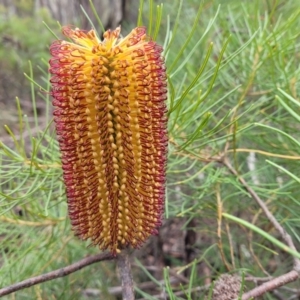 Banksia spinulosa at Wombeyan Caves, NSW - 31 May 2023