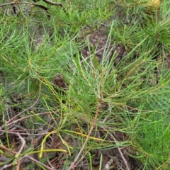 Banksia spinulosa at Wombeyan Caves, NSW - 31 May 2023