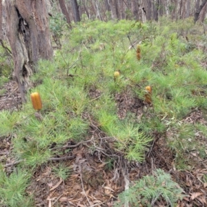 Banksia spinulosa at Wombeyan Caves, NSW - 31 May 2023