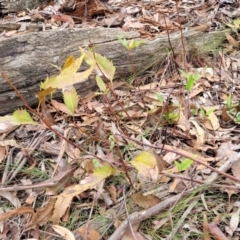 Lomatia ilicifolia at Wombeyan Caves, NSW - 31 May 2023 12:45 PM