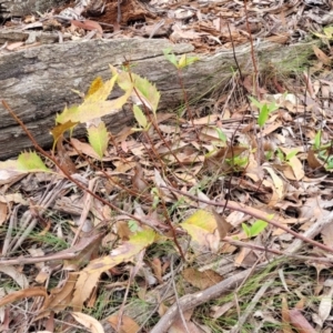 Lomatia ilicifolia at Wombeyan Caves, NSW - 31 May 2023