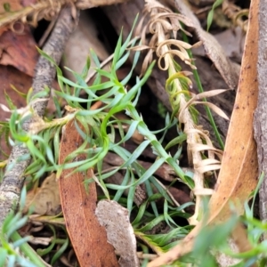 Lomandra obliqua at Wombeyan Caves, NSW - 31 May 2023