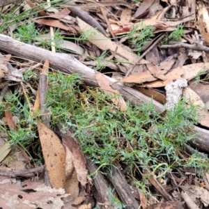 Lomandra obliqua at Wombeyan Caves, NSW - 31 May 2023 12:44 PM