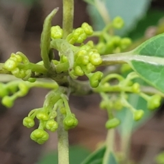 Hedycarya angustifolia (Austral Mulberry) at Wombeyan Caves, NSW - 31 May 2023 by trevorpreston