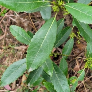 Hedycarya angustifolia at Wombeyan Caves, NSW - 31 May 2023 12:39 PM