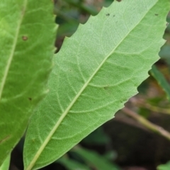 Hedycarya angustifolia at Wombeyan Caves, NSW - 31 May 2023