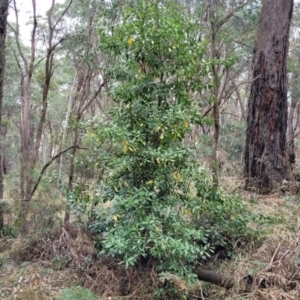 Hedycarya angustifolia at Wombeyan Caves, NSW - 31 May 2023