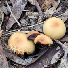 zz agaric (stem; gills not white/cream) at Mares Forest National Park - 31 May 2023