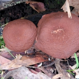 Gymnopilus sp. at Mares Forest National Park - 31 May 2023