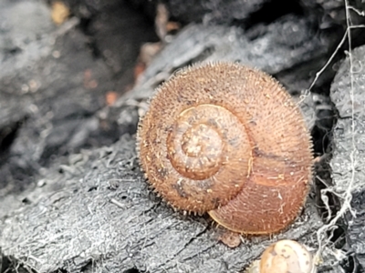 Austrochloritis kanangra (Jenolan Caves Bristle Snail) at Wombeyan Caves, NSW - 31 May 2023 by trevorpreston