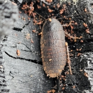 Molytria perplexa at Wombeyan Caves, NSW - 31 May 2023