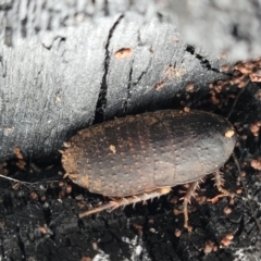 Molytria perplexa at Wombeyan Caves, NSW - 31 May 2023