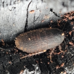 Molytria perplexa at Wombeyan Caves, NSW - 31 May 2023