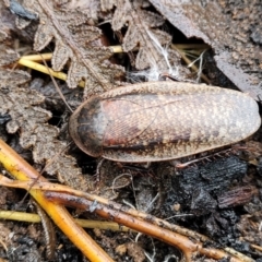 Molytria perplexa (Bark Cockroach) at Wombeyan Caves, NSW - 31 May 2023 by trevorpreston