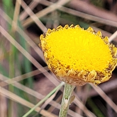 Coronidium scorpioides (Button Everlasting) at Wombeyan Caves, NSW - 31 May 2023 by trevorpreston