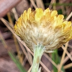 Coronidium scorpioides at Wombeyan Caves, NSW - 31 May 2023