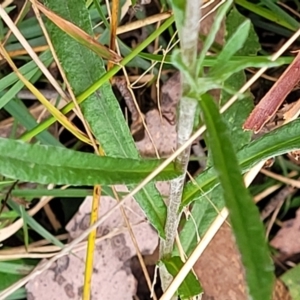 Coronidium scorpioides at Wombeyan Caves, NSW - 31 May 2023