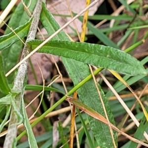 Coronidium scorpioides at Wombeyan Caves, NSW - 31 May 2023