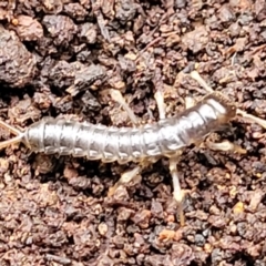 Unidentified Insect at Wombeyan Caves, NSW - 31 May 2023 by trevorpreston