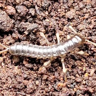Unverified Insect - 1 Jan 1900 by trevorpreston