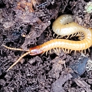 Geophilomorpha sp. (order) at Wombeyan Caves, NSW - 31 May 2023