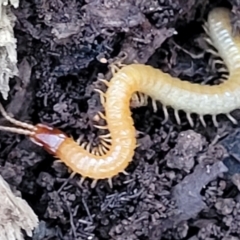 Geophilomorpha sp. (order) at Wombeyan Caves, NSW - 31 May 2023