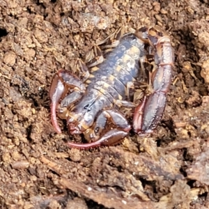 Cercophonius squama at Wombeyan Caves, NSW - 31 May 2023