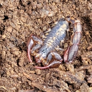 Cercophonius squama at Wombeyan Caves, NSW - 31 May 2023 12:18 PM