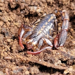 Cercophonius squama at Wombeyan Caves, NSW - 31 May 2023