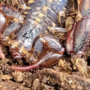 Cercophonius squama at Wombeyan Caves, NSW - 31 May 2023