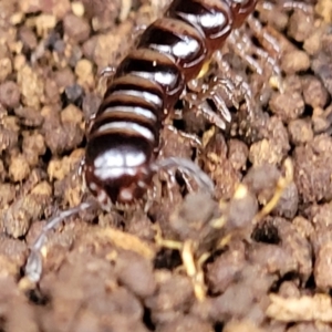 Paradoxosomatidae sp. (family) at Wombeyan Caves, NSW - 31 May 2023 12:18 PM