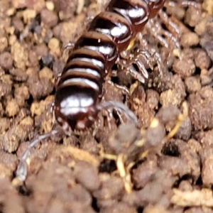 Paradoxosomatidae sp. (family) at Wombeyan Caves, NSW - 31 May 2023