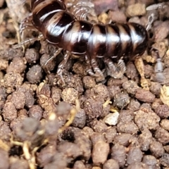 Paradoxosomatidae sp. (family) at Wombeyan Caves, NSW - 31 May 2023 12:18 PM