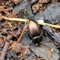 Adelium sp. (genus) (Adelium darkling beetle) at Wombeyan Caves, NSW - 31 May 2023 by trevorpreston